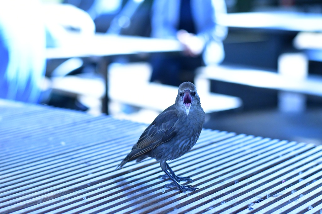 London/Hyde Park/DSC_1342.JPG